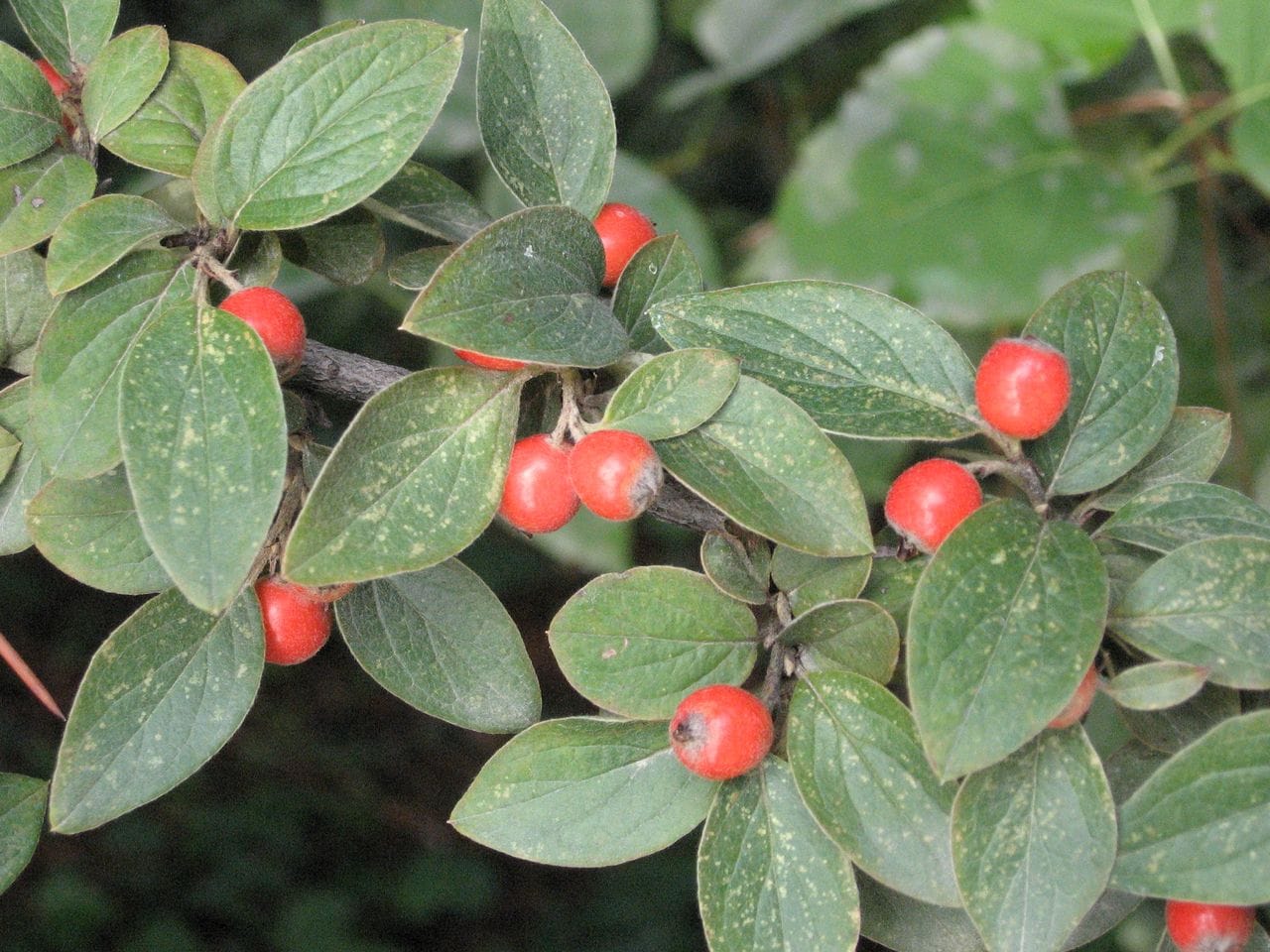 Cotoneaster franchettii